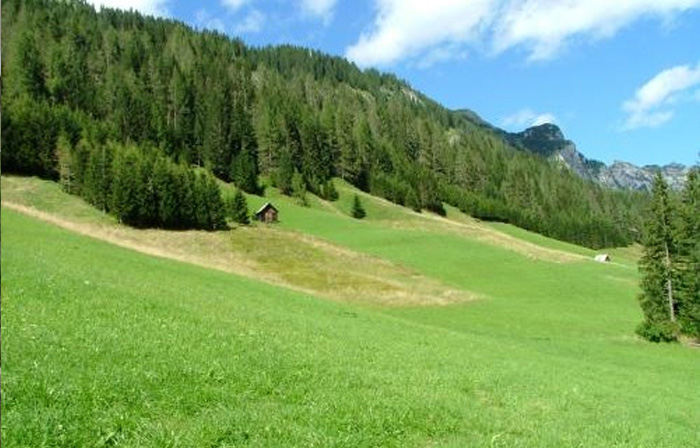 CONDUZIONE TERRENI E FORESTALE